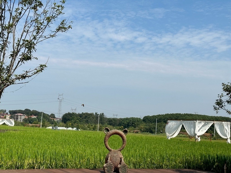 林語未來村打造農(nóng)家畈田園綜合體。人民網(wǎng) 王紹紹攝