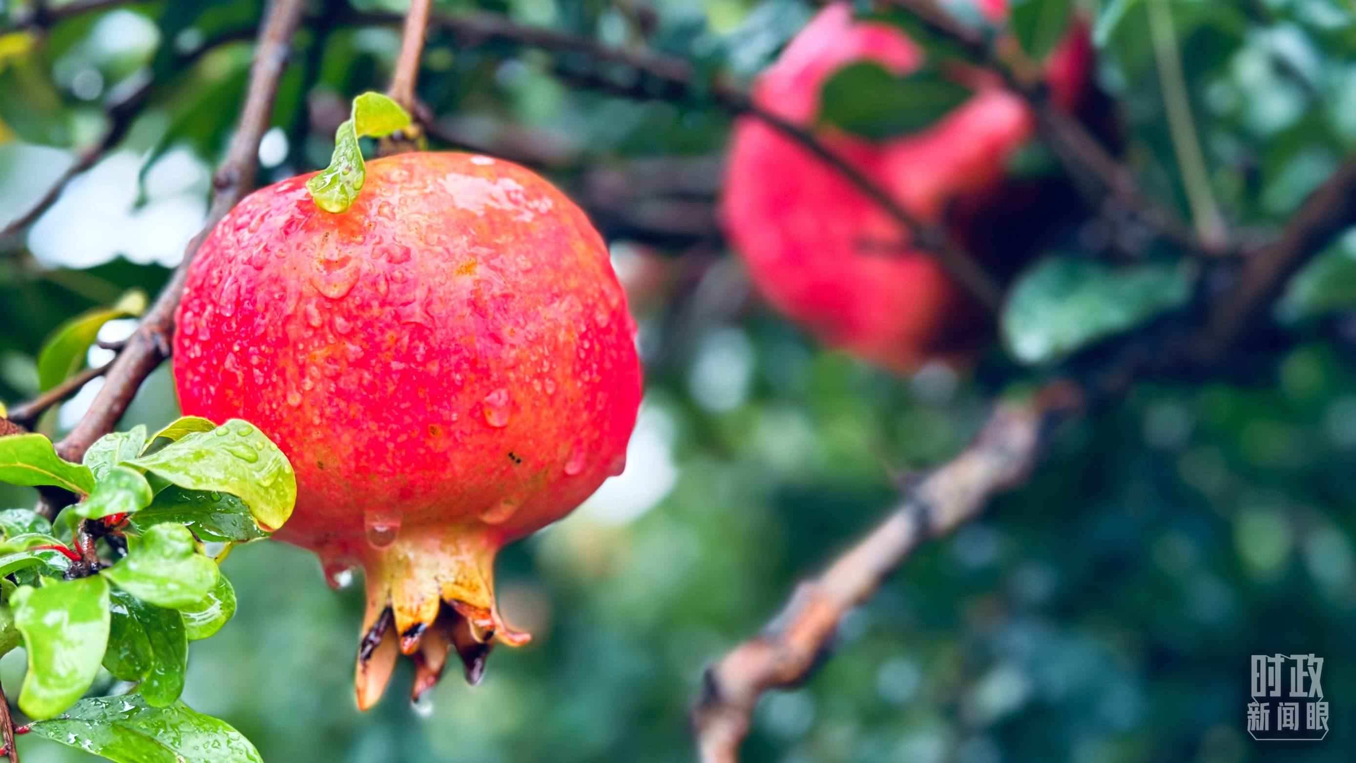 △一場秋雨過后，石榴更顯晶瑩。（總臺央視記者李輝、范一鳴拍攝）