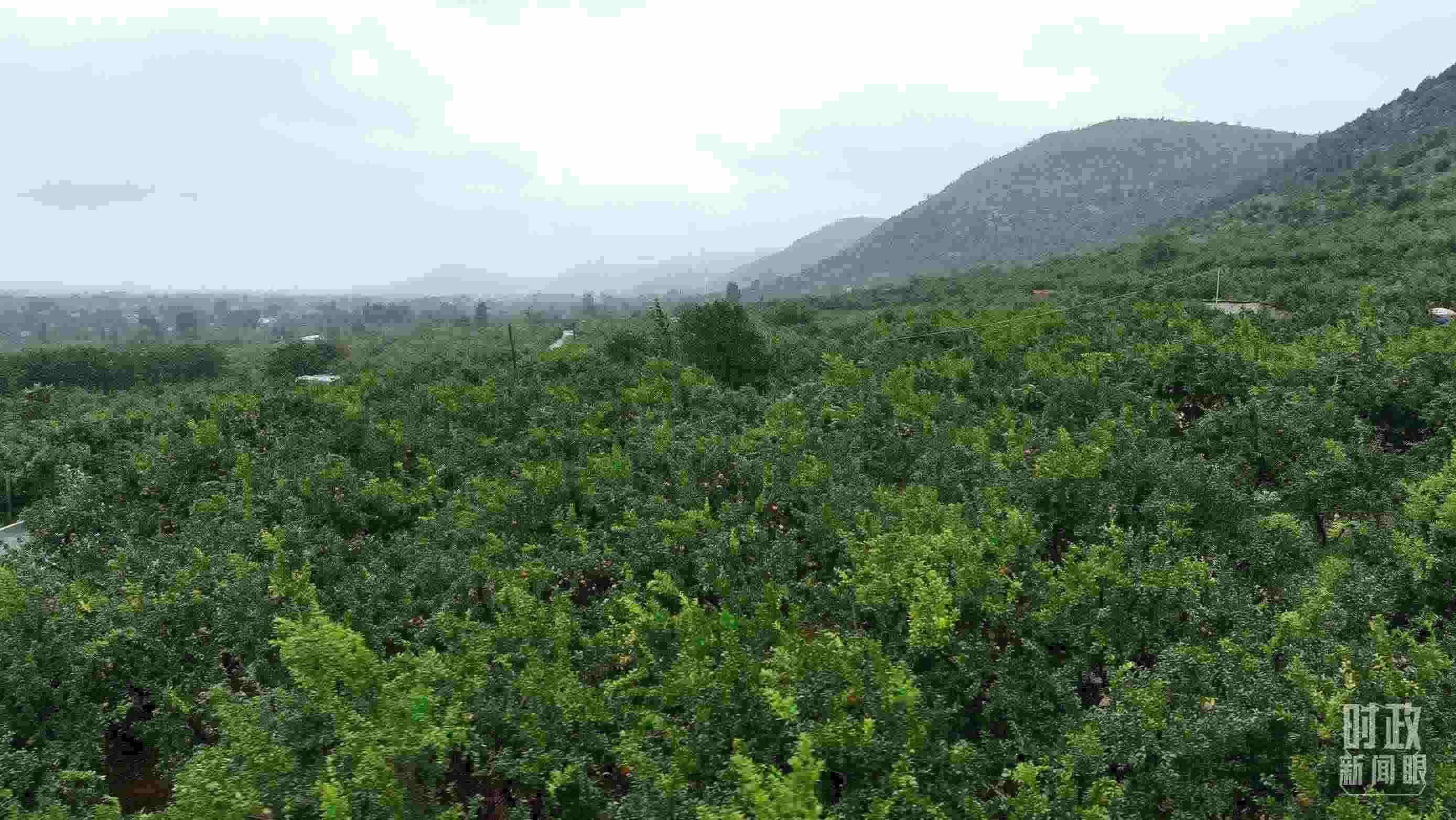 △山東棗莊冠世榴園。（總臺記者韓森、張鵬拍攝）