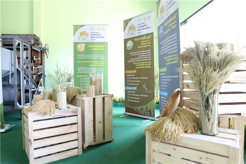 圖為泰國農(nóng)業(yè)與合作社部培育的優(yōu)質(zhì)稻種。泰國商務(wù)部供圖