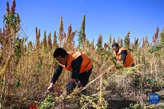 9月28日，農(nóng)民參加內(nèi)蒙古武川縣首屆藜麥開鐮節(jié)割藜麥比賽。