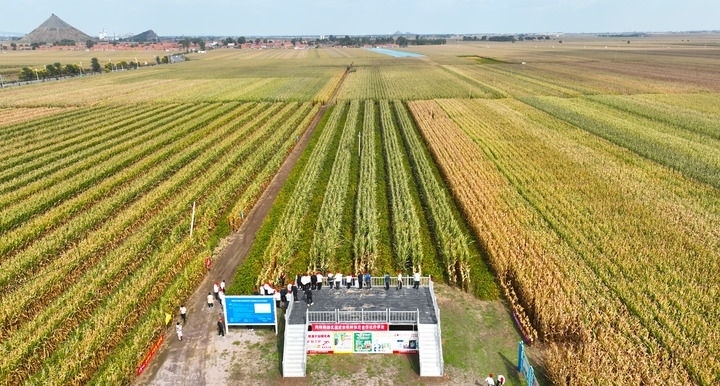 在遼寧省鐵嶺縣蔡牛鎮(zhèn)，外地農(nóng)民到張莊玉米合作社的大田里學(xué)習(xí)玉米選種和栽種技術(shù)（2023年9月26日攝，無人機(jī)照片）。新華社記者 楊青 攝