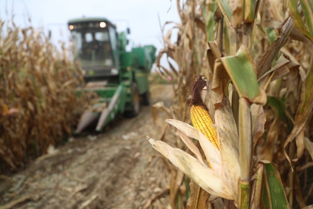 在遼寧省鐵嶺縣蔡牛鎮(zhèn)玉米田里，農(nóng)民駕駛農(nóng)機(jī)收割玉米（2023年9月26日攝）。新華社記者 楊青 攝