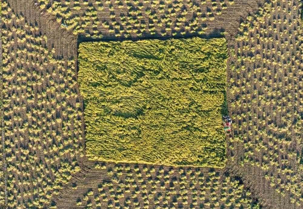 在吉林省舒蘭市平安鎮(zhèn)金星村，農(nóng)民駕駛農(nóng)機(jī)收割水稻（2023年9月21日攝，無人機(jī)照片）。新華社記者 張楠 攝