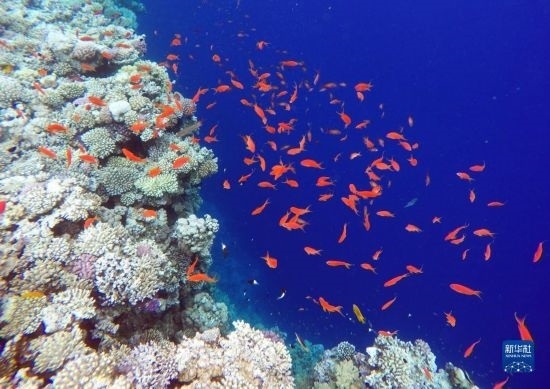  這是10月2日在埃及西奈半島達(dá)哈布藍(lán)洞內(nèi)拍攝的珊瑚和魚類。新華社記者 隋先凱 攝