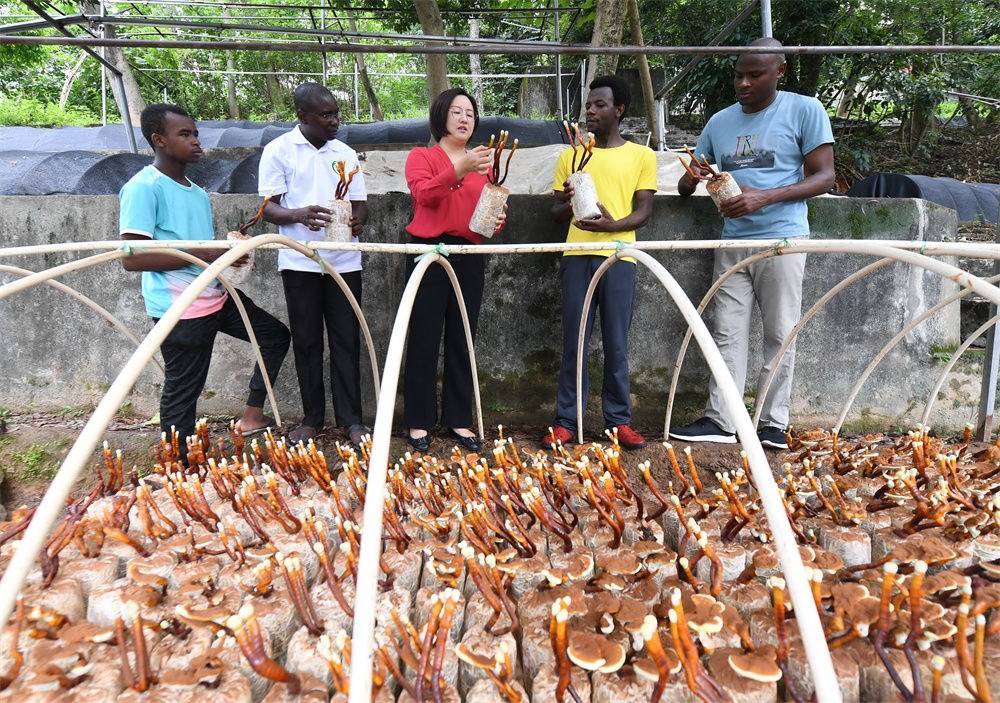 2021年8月12日，福建農(nóng)林大學(xué)國家菌草工程技術(shù)研究中心副主任林冬梅（中）為非洲留學(xué)生講解菌草鹿角靈芝的栽培情況。新華社記者 林善傳 攝