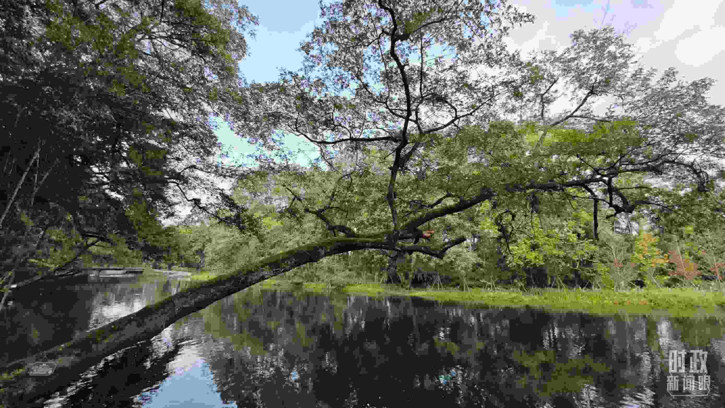 △饒河源國家濕地公園。（總臺央視記者郁振一拍攝）