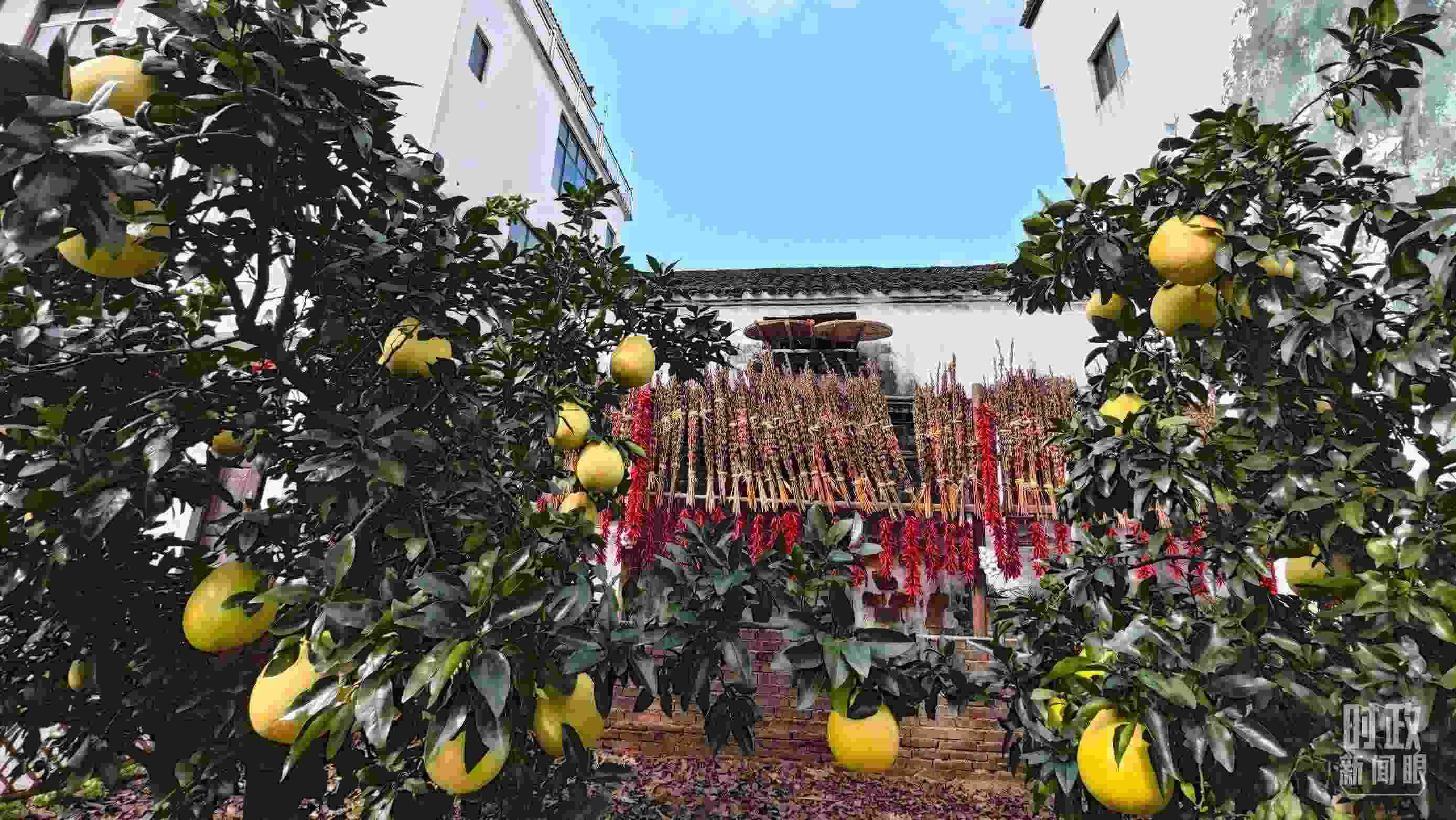 △石門村農(nóng)家小院里碩果累累。（總臺央視記者許永松拍攝）