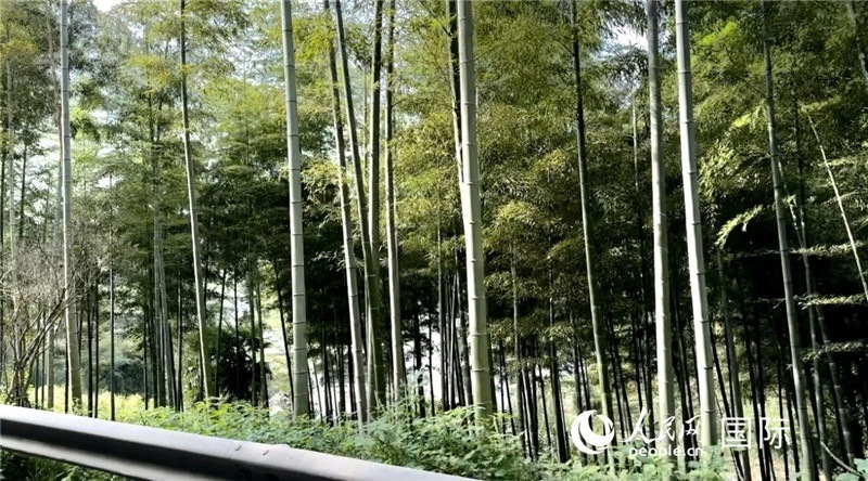 沿途中的竹林。人民網(wǎng)記者 周雨攝
