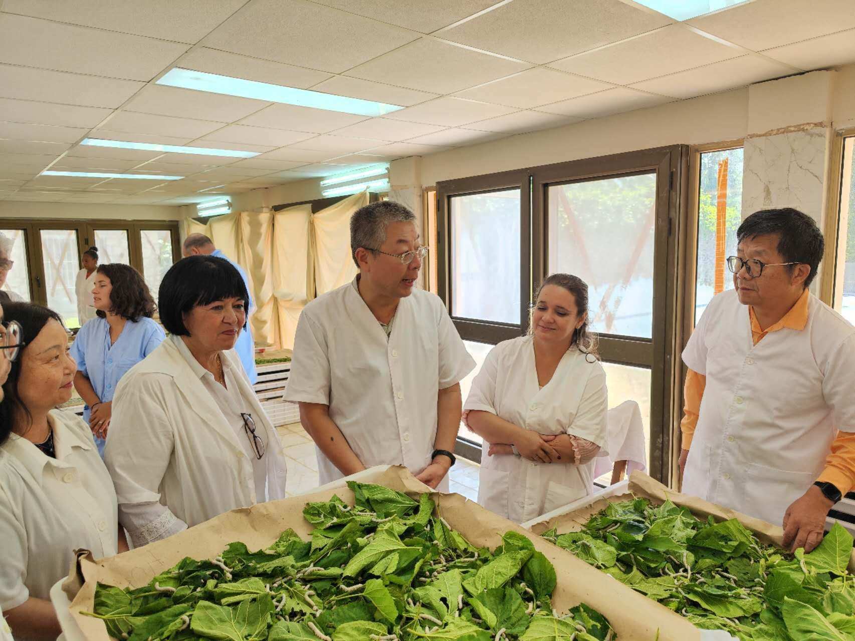 2023年5月23日，中國駐古巴大使馬輝考察古中蠶桑科技合作中心。來源：中國駐古巴大使館官網(wǎng)