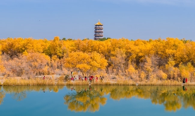 胡楊林金碧耀眼。蘭州局集團(tuán)公司融媒體中心供圖