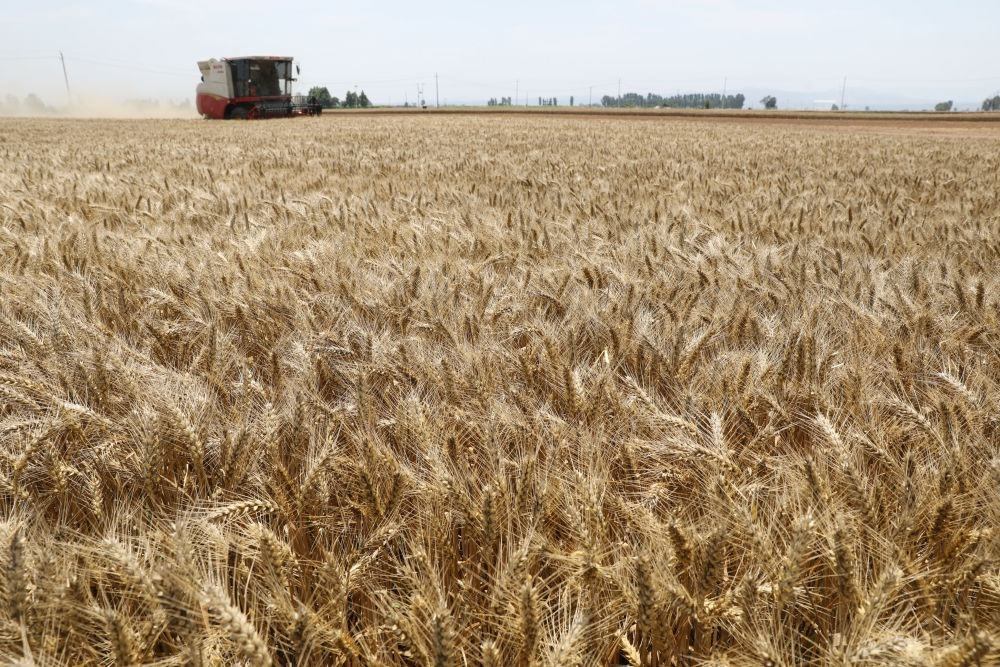  河南省焦作市溫縣黃河街道張王莊村村民駕駛收割機(jī)在田間收獲小麥（2023年6月6日攝）。新華社發(fā)（徐宏星 攝）