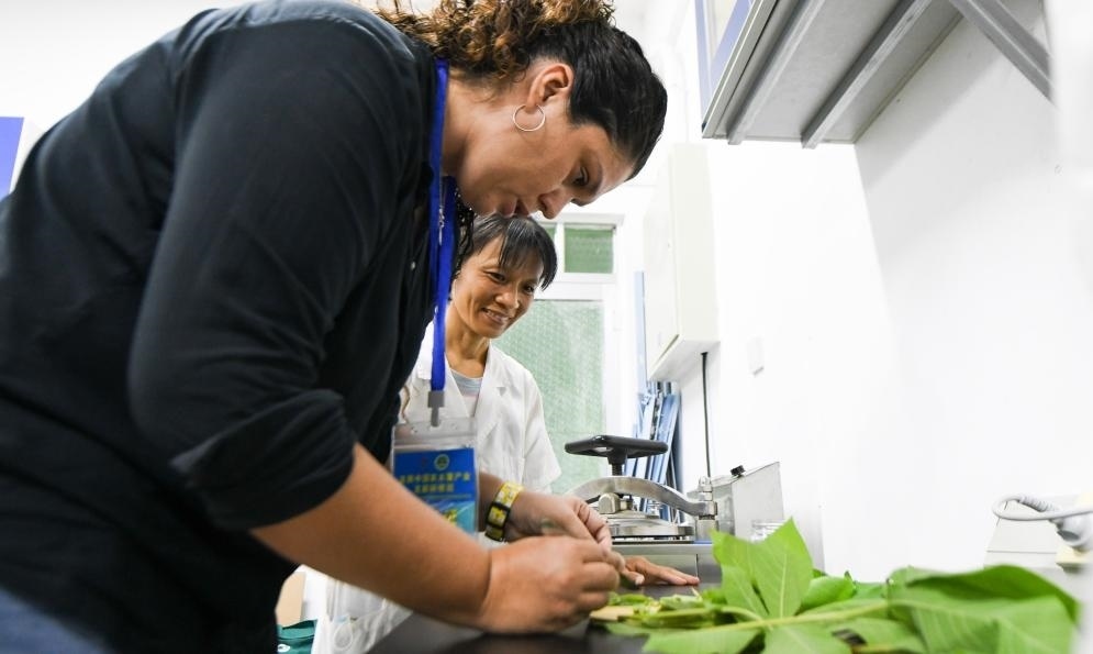 9月17日，來(lái)自哥倫比亞的研修班學(xué)員埃文·奧拉亞（左）在中國(guó)專家的指導(dǎo)下學(xué)習(xí)實(shí)操木薯組培快速繁育技術(shù)。