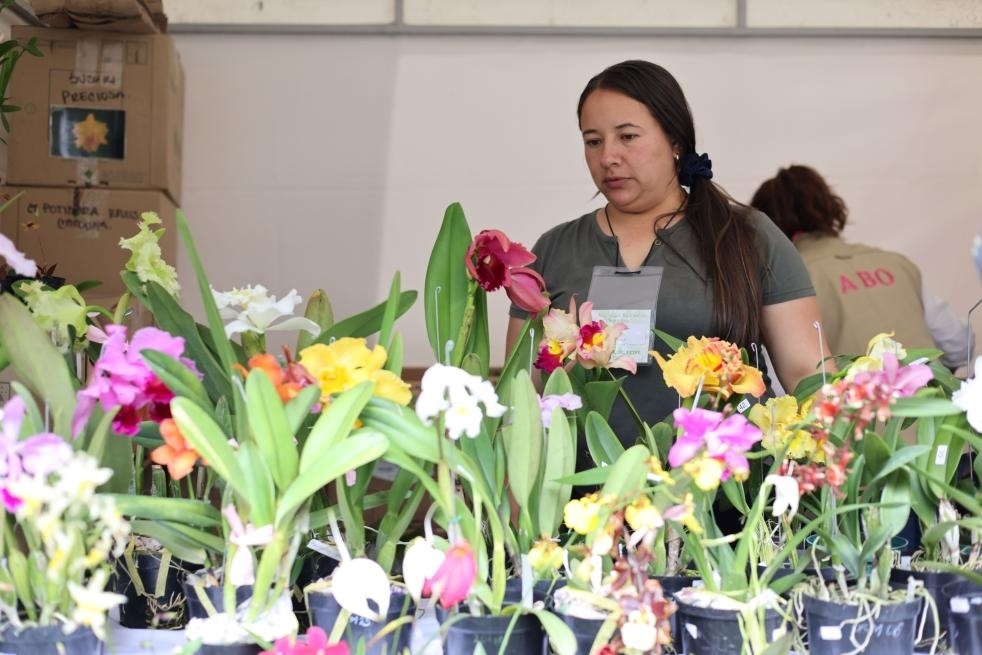 9月14日至17日，哥倫比亞首都波哥大舉辦蘭花展。