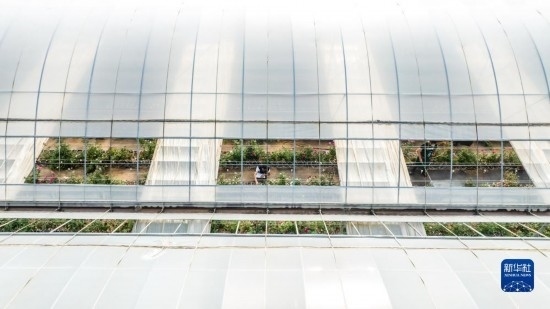 云南省安寧市現(xiàn)代農(nóng)業(yè)園區(qū)玫瑰種植示范園一景（無人機(jī)照片，10月20日攝）。