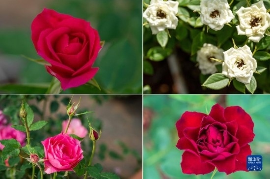 這是云南省安寧市現(xiàn)代農(nóng)業(yè)園區(qū)玫瑰種植示范園里玫瑰新品種的拼版照片。