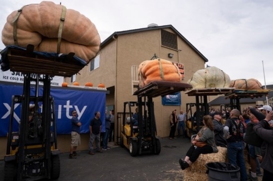  10月9日，在美國加利福尼亞州圣馬特奧縣半月灣舉行的南瓜稱重大賽現(xiàn)場，人們圍觀參賽的南瓜。新華社發(fā)（李建國攝）