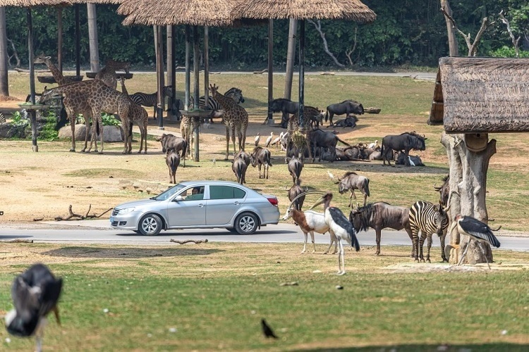長隆野生動物世界園區(qū)內(nèi)，各類動物生活在一起。鄧泳怡 攝