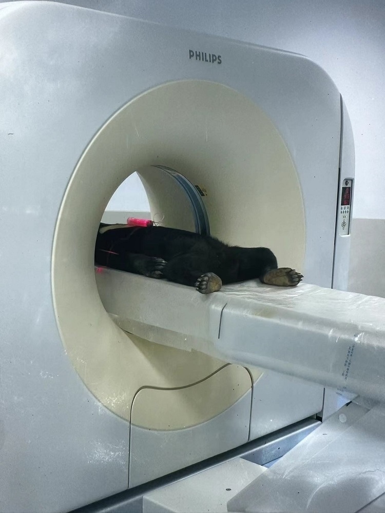 長隆野生動物世界的動物醫(yī)院內(nèi)，馬來熊在做核磁共振檢查。人民網(wǎng)記者 李舫攝