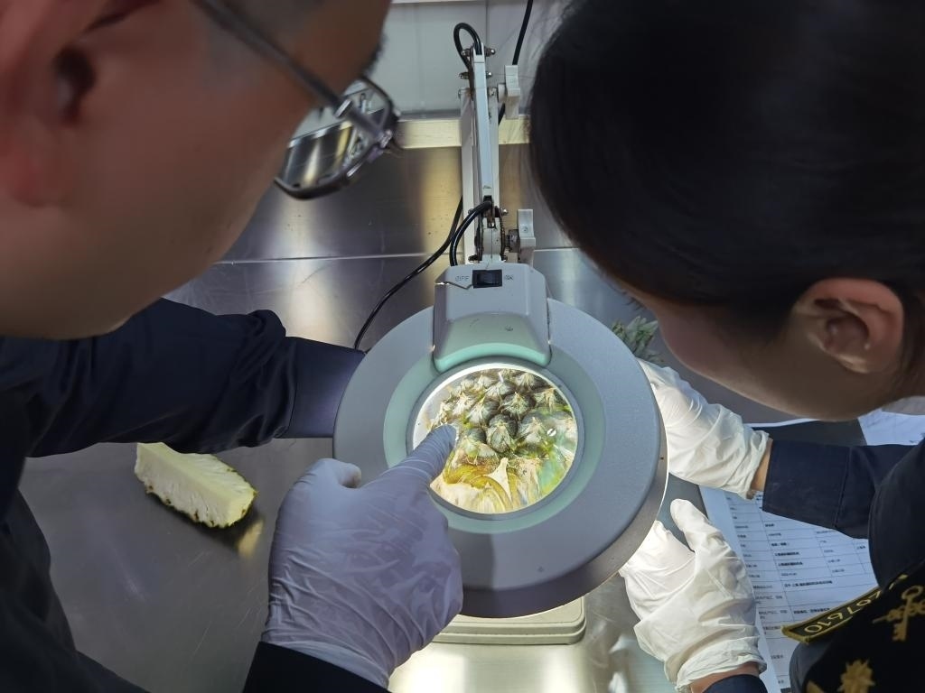 11月3日，上海海關(guān)關(guān)員對首批入境中國、參展第六屆進博會的貝寧菠蘿進行檢驗檢疫。新華社記者 吳宇 攝