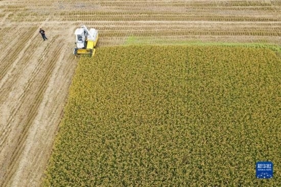 11月4日，在南通市通州區(qū)十總鎮(zhèn)育民村農(nóng)場(chǎng)，一臺(tái)設(shè)置好參數(shù)的無(wú)人收割機(jī)在工作中（無(wú)人機(jī)照片）。