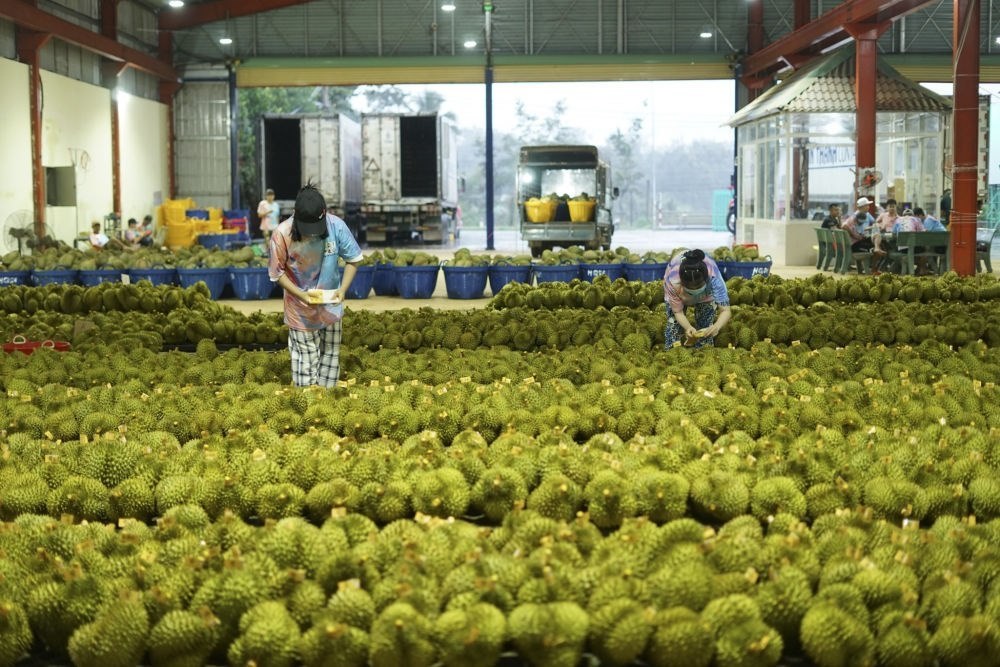 2023年9月15日，在越南多樂省一家榴蓮加工廠，工人在給即將出口到中國的榴蓮包裝貼牌。隨著《區(qū)域全面經(jīng)濟伙伴關系協(xié)定》紅利釋放，中國—東盟貿(mào)易規(guī)模進一步擴大。越來越多東盟國家的優(yōu)質(zhì)水果便捷地進入中國市場，走上消費者的餐桌。