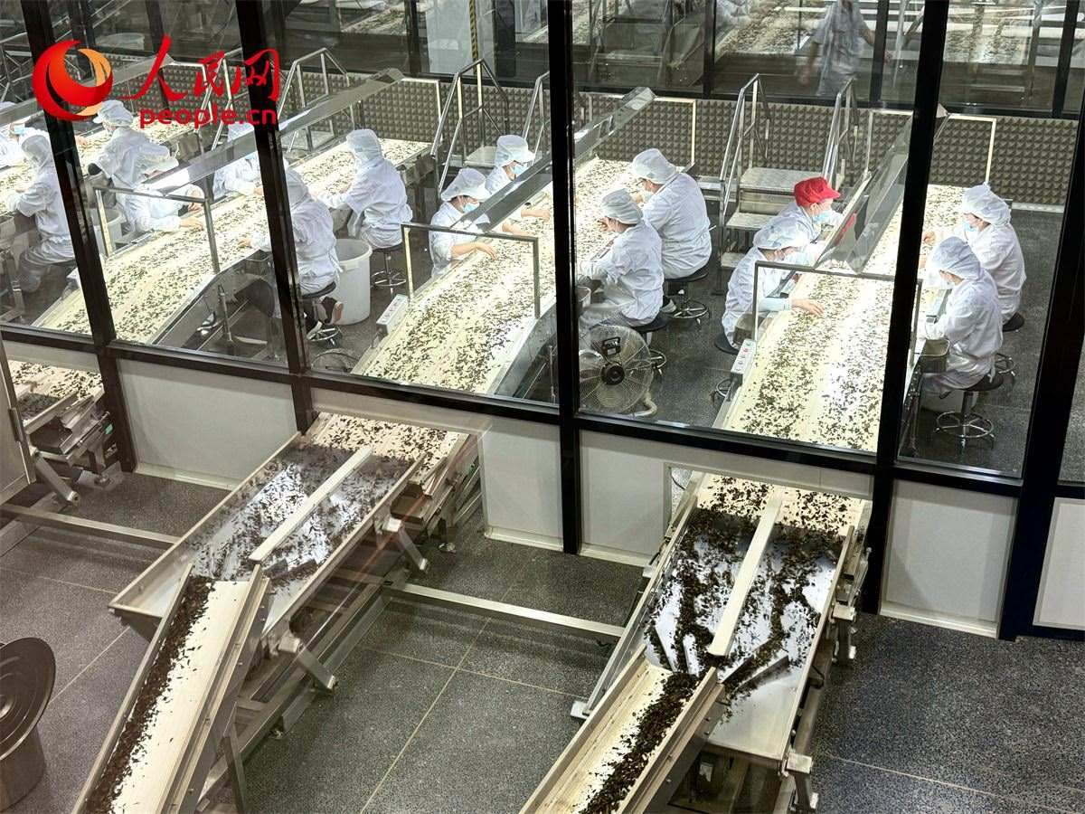 工人在對(duì)茶葉進(jìn)行目視揀剔。人民網(wǎng)記者 劉微攝