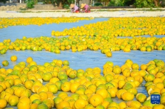 11月25日在廣東省江門市新會區(qū)拍攝的在空地上晾曬的新會柑皮。