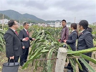  圖④：岑溪法院糯垌法庭法官深入轄區(qū)火龍果基地調(diào)研。