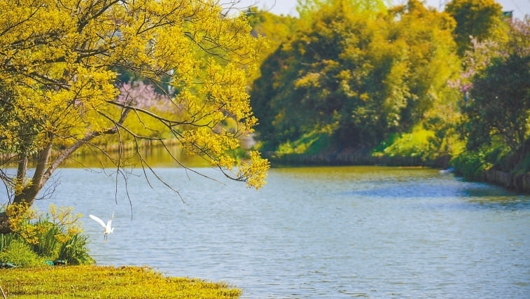  碧波蕩漾 浙江嘉興市海鹽縣望海街道永福社區(qū)荷花池，一汪碧水波光粼粼，風(fēng)光旖旎。當(dāng)?shù)厥冀K堅(jiān)持綠色發(fā)展，促進(jìn)人與自然和諧共生。 肖弗勒模具（嘉興）有限公司德國籍經(jīng)理 湯姆·魯特納攝 “當(dāng)?shù)卮迕窀嬖V我，如今環(huán)境變好了，茶余飯后，大家都會(huì)到河邊散散步，欣賞美景，和鄰居聊聊天。我想，好生態(tài)是大自然的饋贈(zèng)，更是長三角地區(qū)大力治理生態(tài)環(huán)境的結(jié)果。希望美麗中國的綠色發(fā)展之路越走越好。”