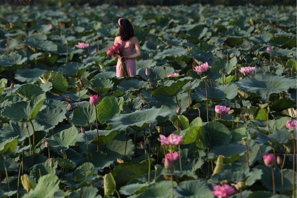 這是2020年7月15日，一名女子在越南首都河內(nèi)西湖畔的荷花叢中留影。