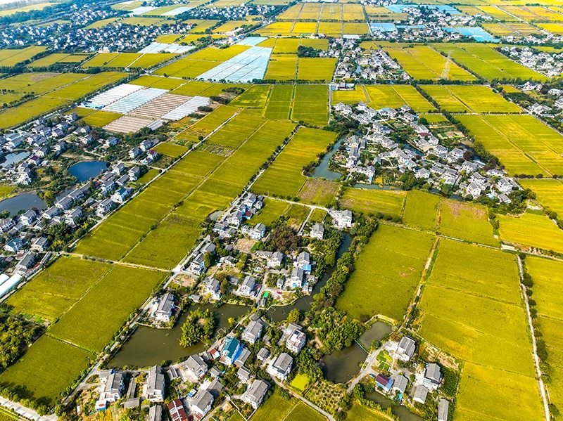 2023年10月22日，浙江海寧市黃灣鎮(zhèn)，金秋時節(jié)，金黃色的稻田與美麗鄉(xiāng)村構(gòu)成一幅寧靜祥和的畫卷。