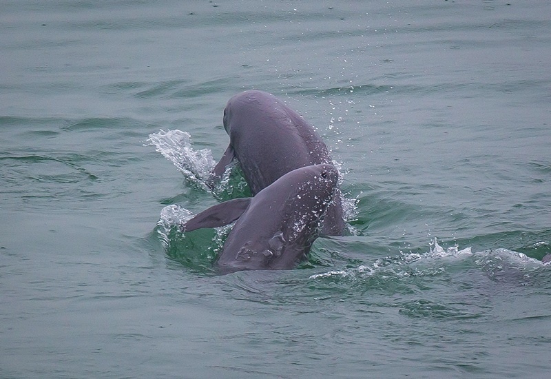 2021年5月10日，在湖北省宜昌市江邊，長江江豚在水中嬉戲。