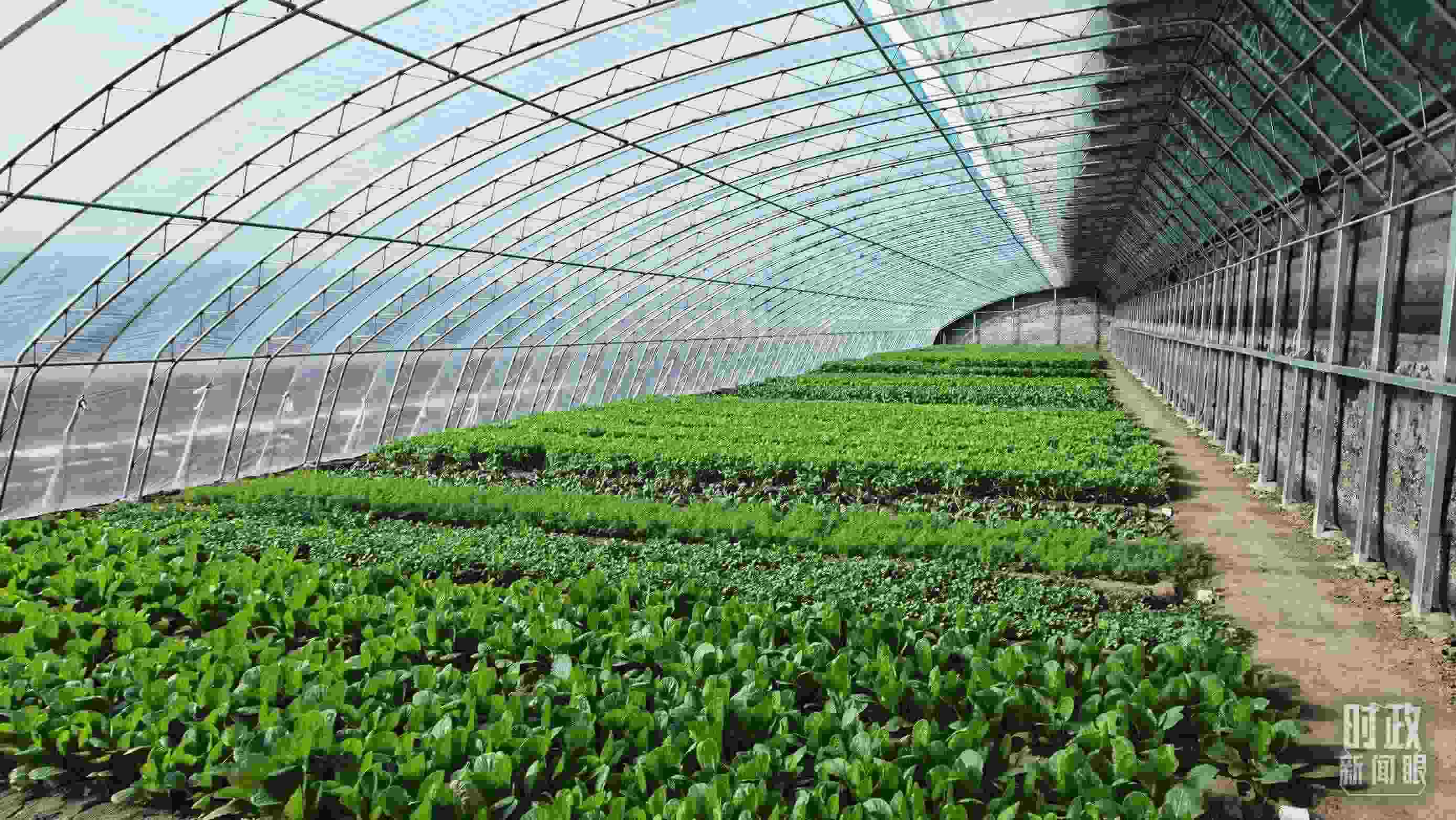 △第六埠村蔬菜大棚。（總臺央視記者郭鴻拍攝）