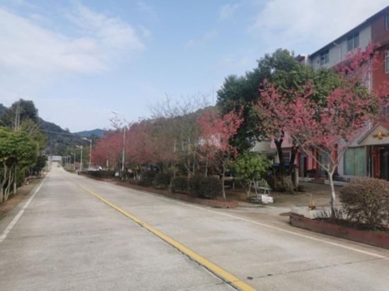 道路兩旁的山櫻花。將樂(lè)縣農(nóng)業(yè)農(nóng)村局供圖