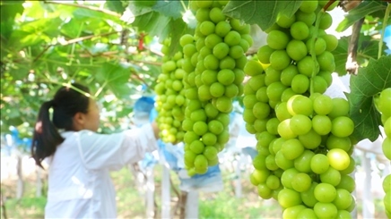 小屯村葡萄園里的陽光玫瑰葡萄。肖俊楠攝