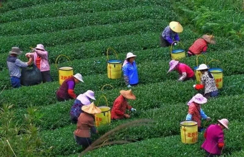 △軍營村茶農(nóng)在茶園采茶。