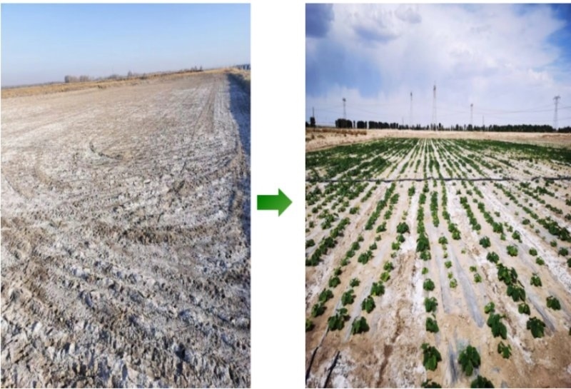 鹽堿地成良田。黃花農(nóng)場供圖