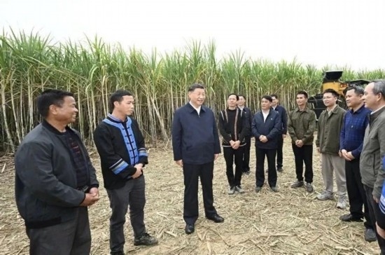2023年12月14日，習(xí)近平總書記在廣西來賓市國家現(xiàn)代農(nóng)業(yè)產(chǎn)業(yè)園黃安優(yōu)質(zhì)“雙高”糖料蔗基地考察。