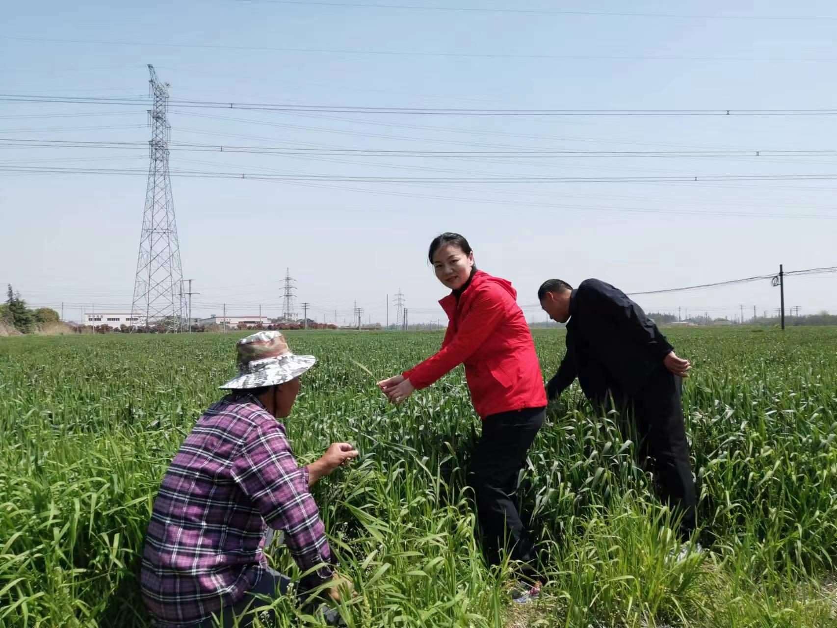 魏巧在田間察看農作物長勢。