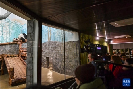 3月8日，人們在俄羅斯莫斯科動物園觀看大熊貓“喀秋莎”（左）和媽媽“丁丁”。新華社記者 曹陽 攝
