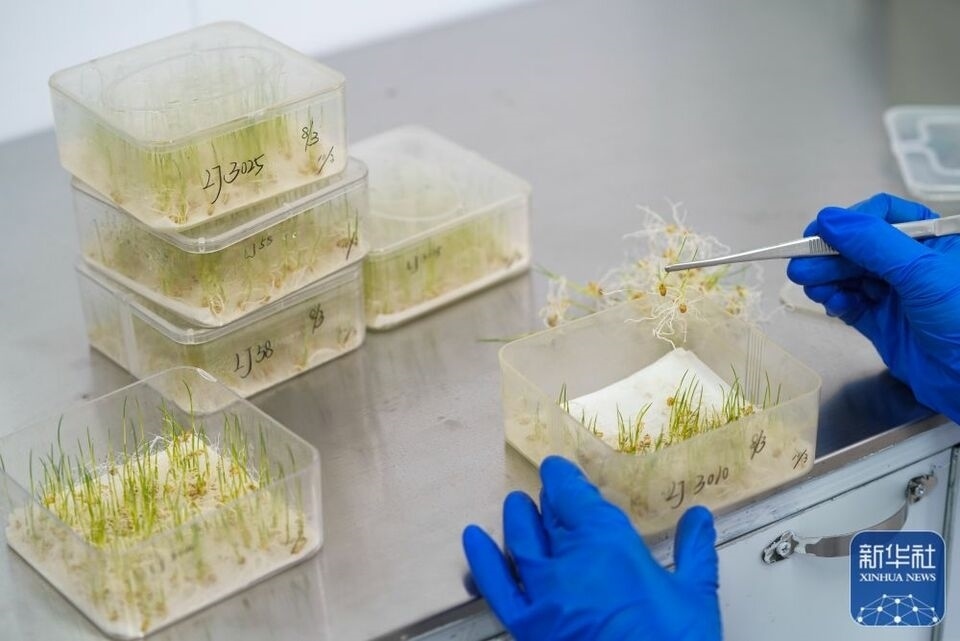 新華全媒+|“大糧倉”黑龍江春耕備耕火熱進行