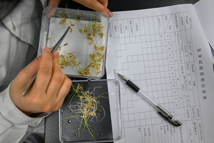 2022年3月23日，在湖南省農(nóng)作物種質(zhì)資源庫(kù)實(shí)驗(yàn)室，檢測(cè)員對(duì)保存的水稻種子進(jìn)行發(fā)芽試驗(yàn)檢測(cè)。
