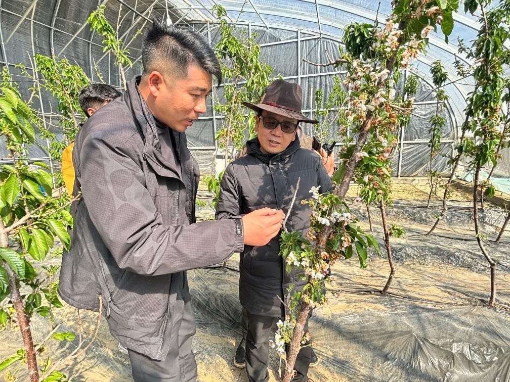 山東援藏小組及技術(shù)人員在大棚查看果蔬長(zhǎng)勢(shì)。（受訪者供圖）