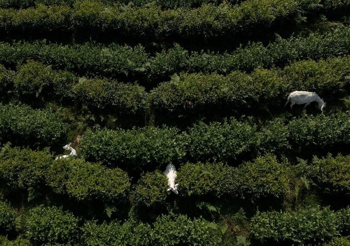 惠明茶園，養(yǎng)羊控草。供圖 共享聯(lián)盟·景寧