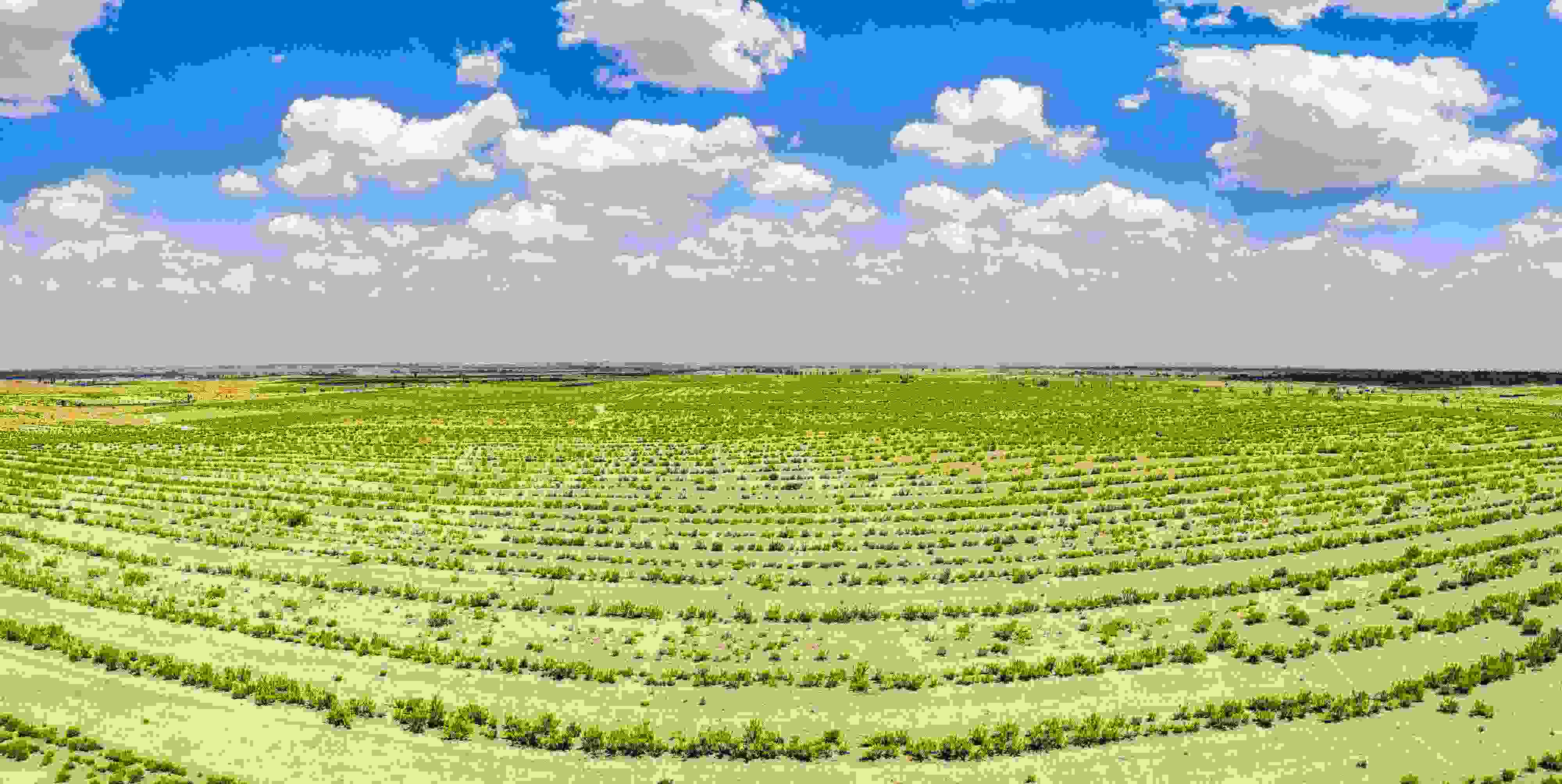 2023年6月7日，內(nèi)蒙古鄂爾多斯，毛烏素沙漠。