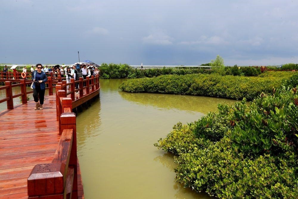 △2023年6月13日，人們在廣東湛江市麻章區(qū)金牛島觀賞紅樹林。
