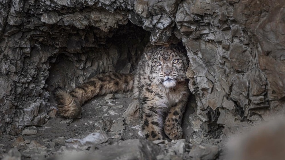 “高原精靈”雪豹。尼瑪多吉攝