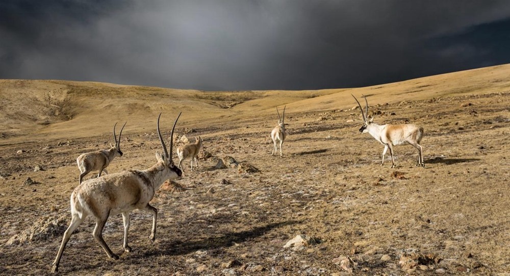 “高原精靈”藏羚羊。尼瑪多吉攝