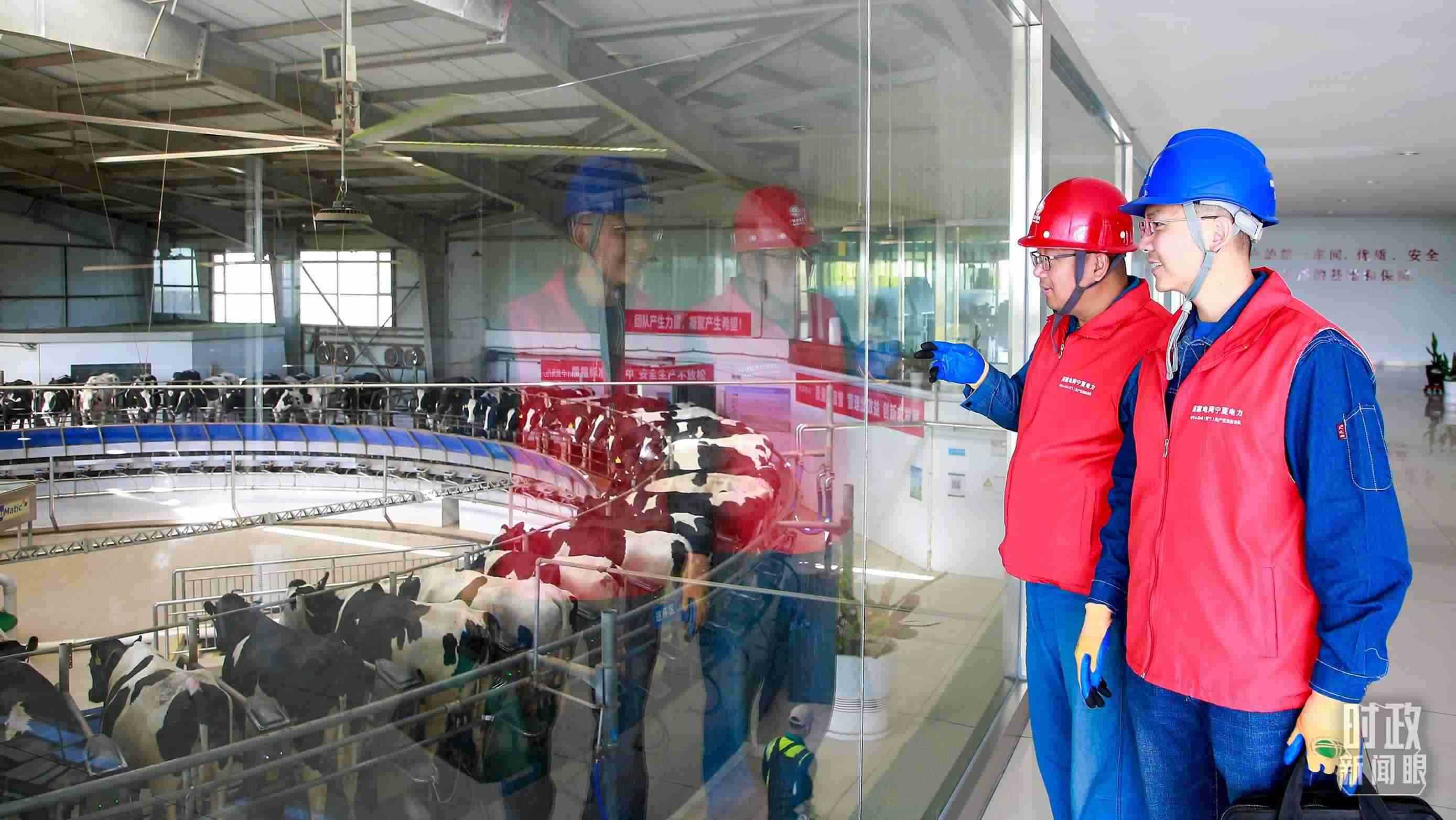  △寧夏銀川，電力員工深入奶牛養(yǎng)殖企業(yè)，助力數(shù)智化養(yǎng)殖。（圖/視覺中國）